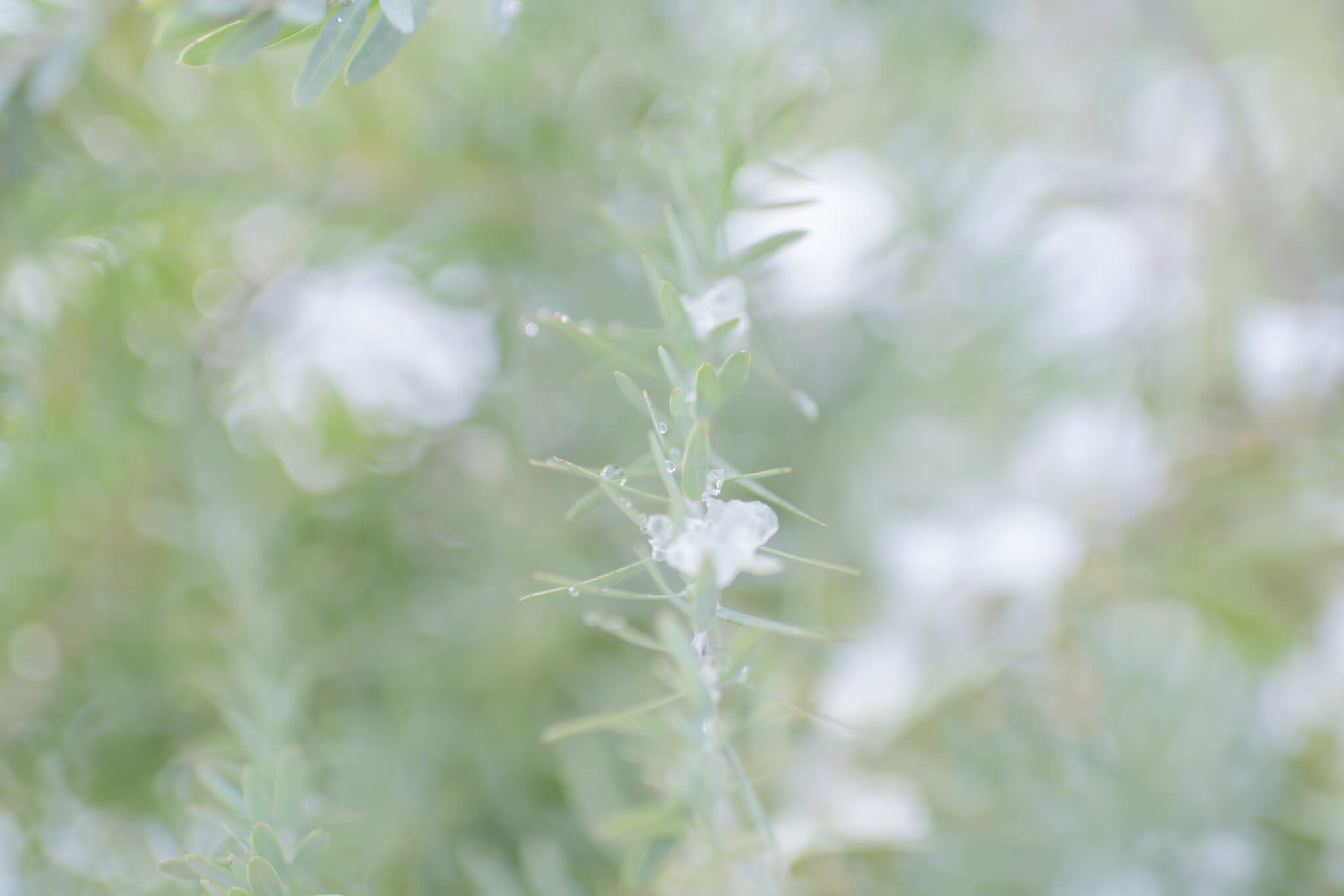 「何かになろうとしない」